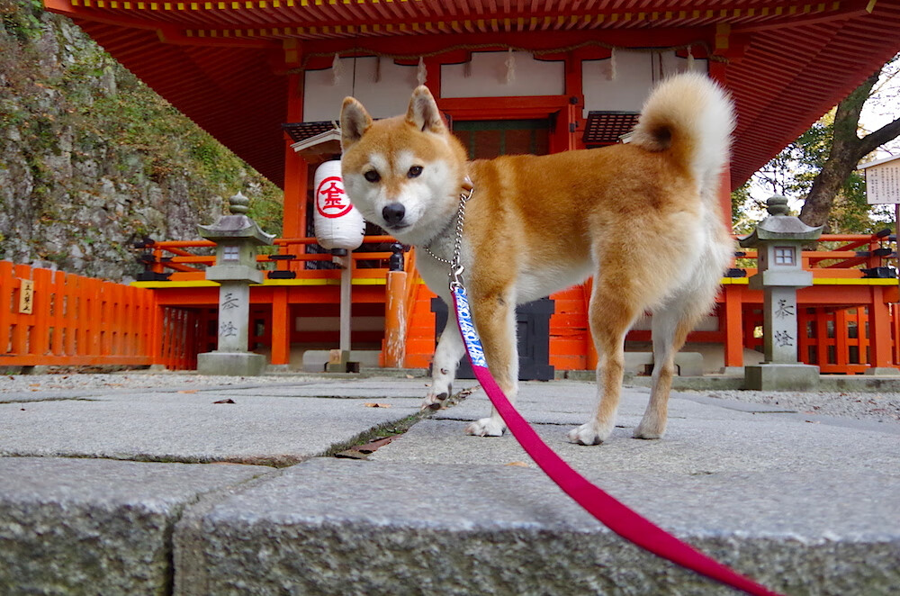 孤胆英雄与团队史诗，鲁德领衔的戴维斯杯奇迹，一场比ATP总决赛更惊险的胜利