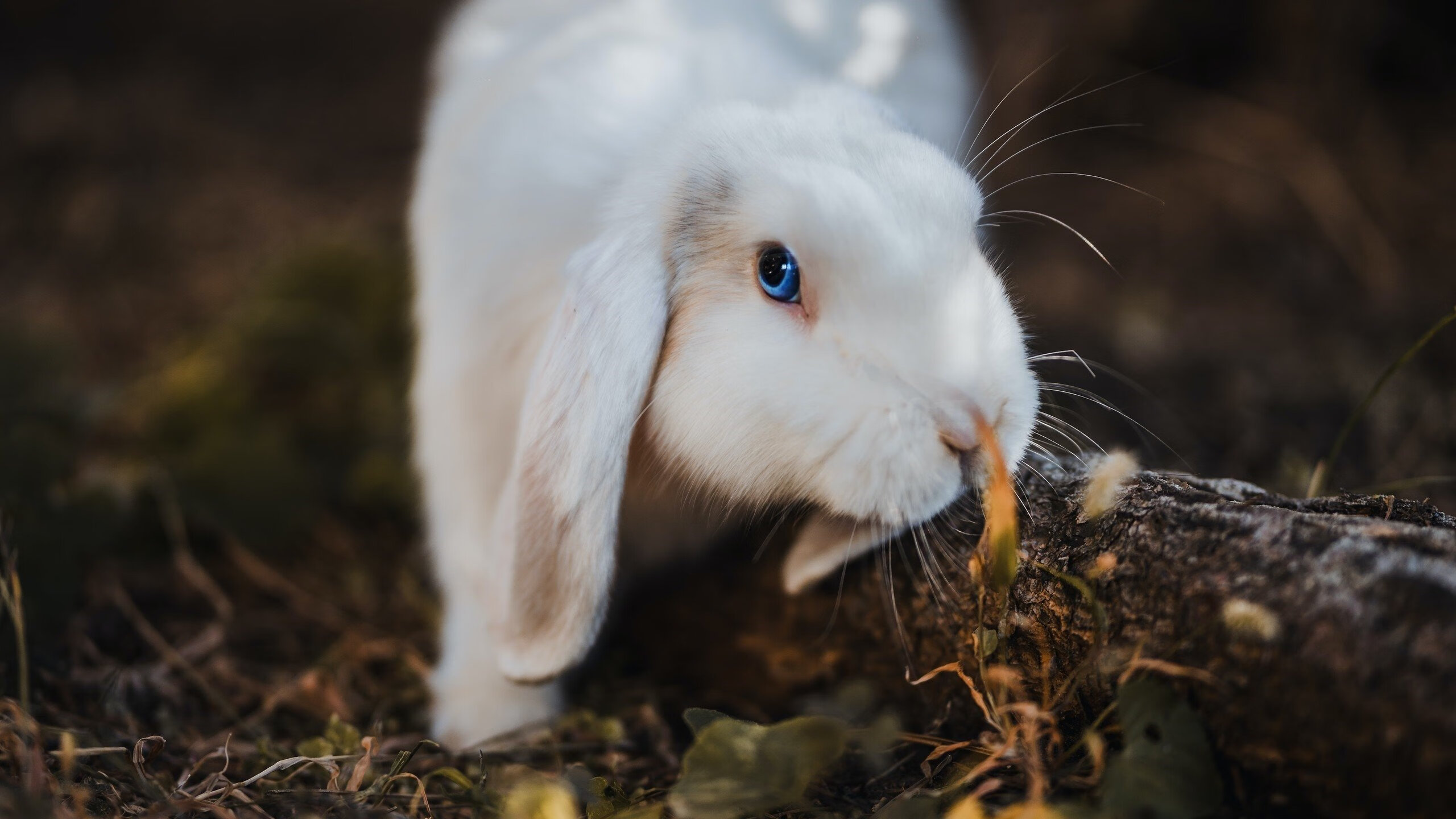 百年圆月夜，当18分的绝命悬崖，被一场惊世逆转踏平