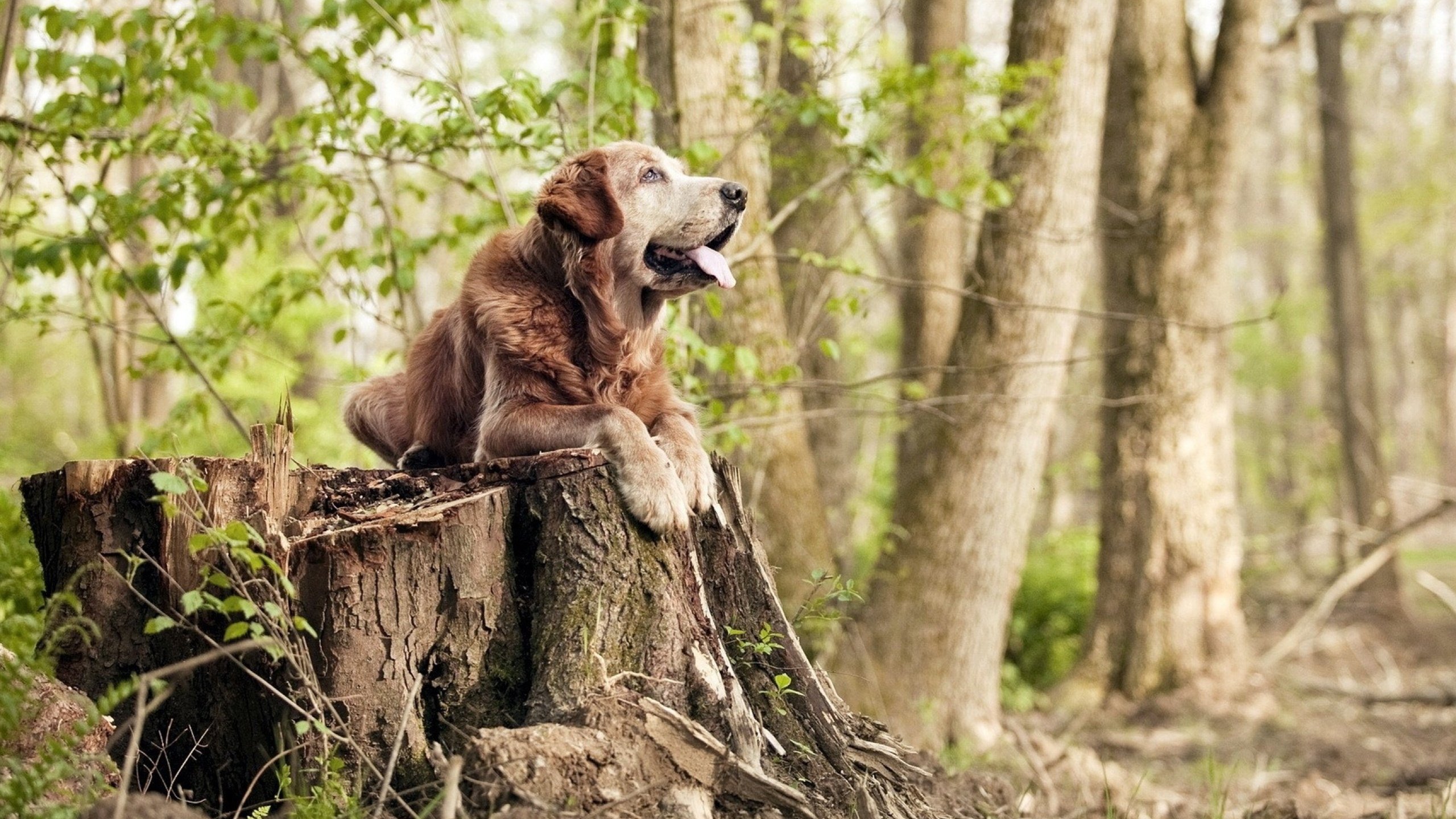 绝地反击！塞恩斯关键超车，红牛力克雷诺诠释唯一胜利方程式