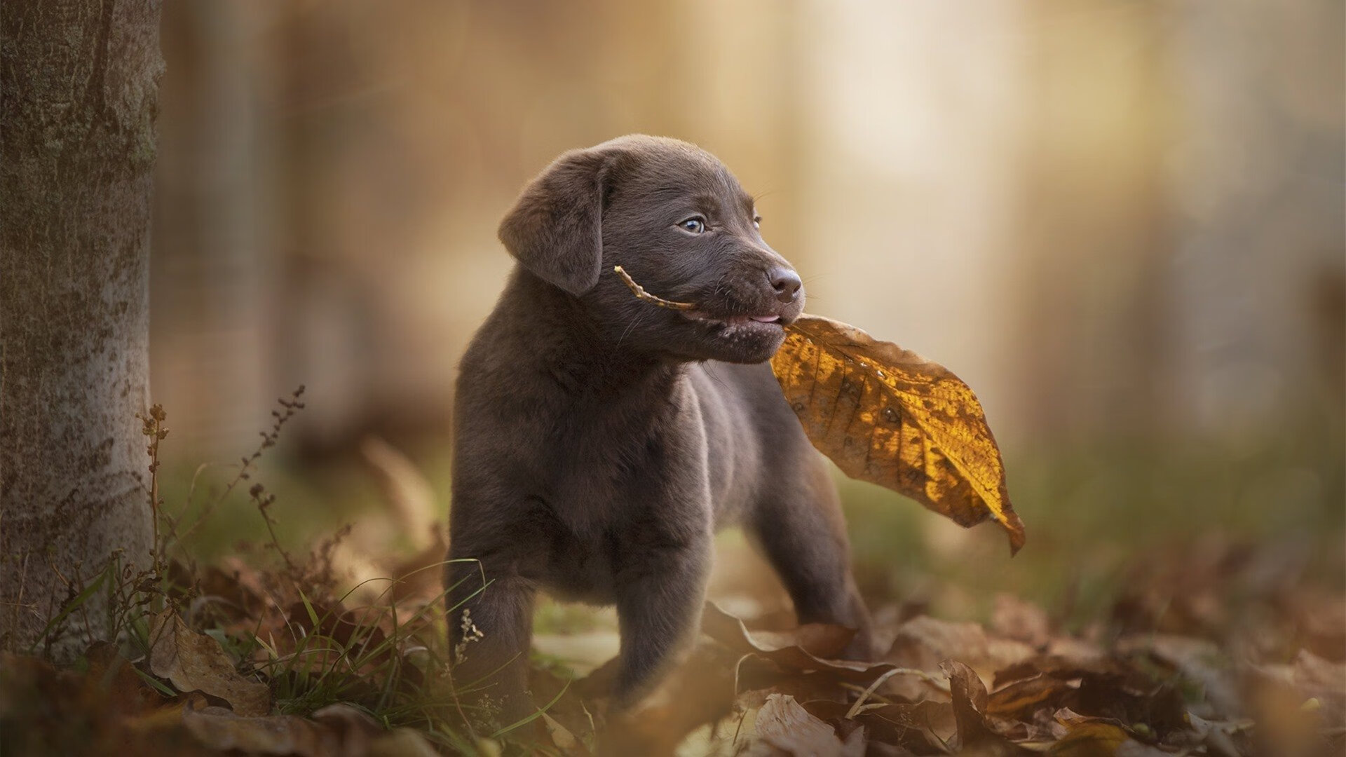 铁与火的对决，西西帕斯用古典精神点燃希腊荣耀