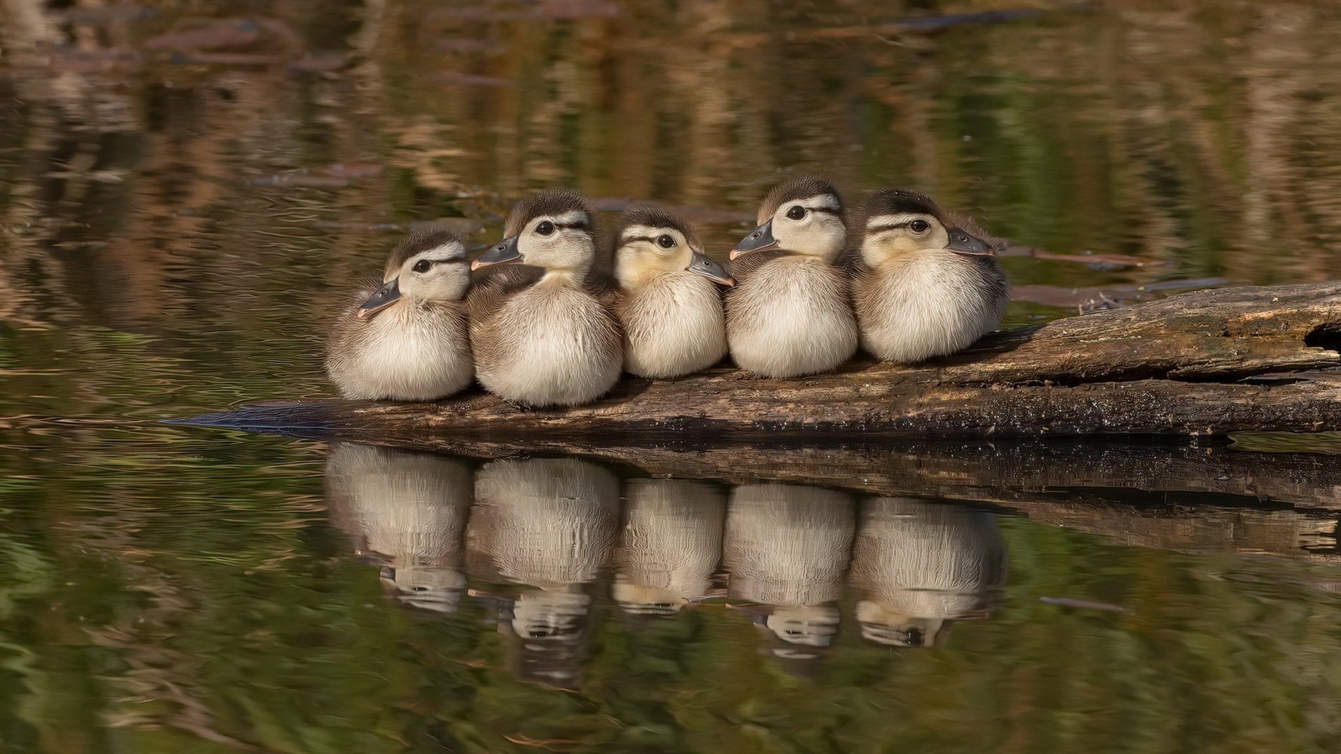 法网轻取美网，西西帕斯如何扛起全队，展现唯一性与战术精髓