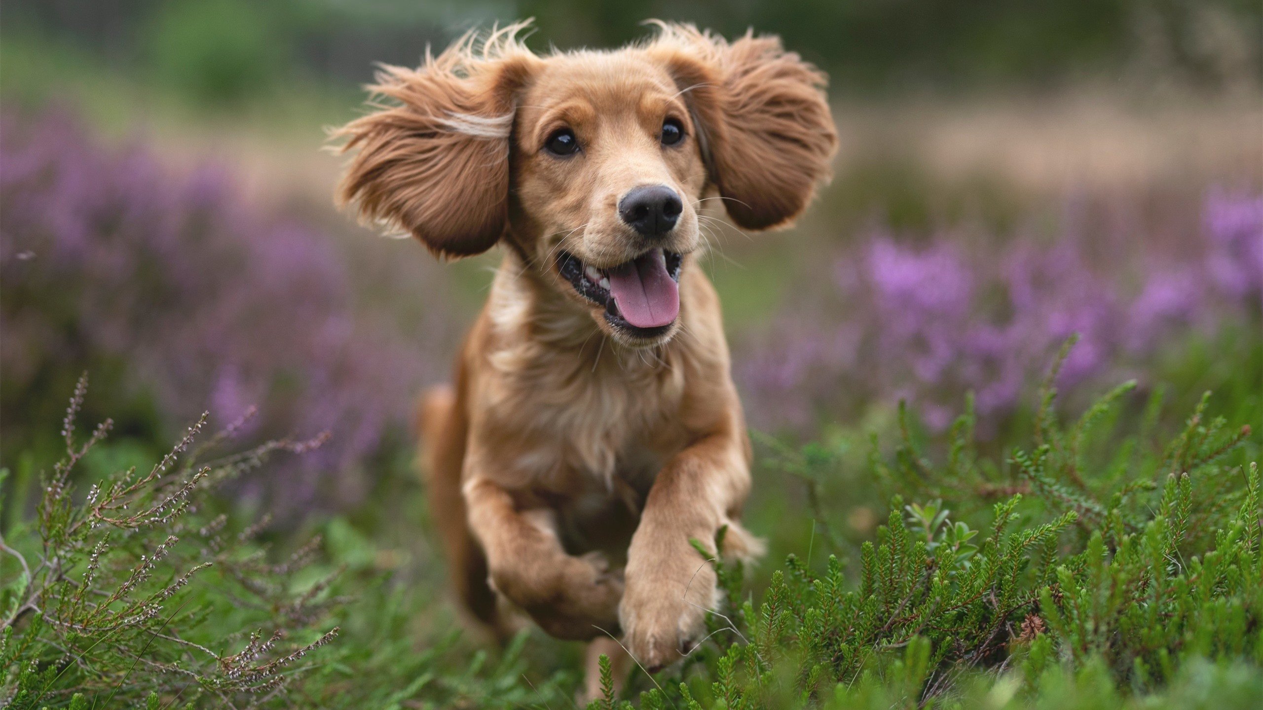 球场上的两种答案，哥伦比亚的碾压与萨拉赫的孤光—足球唯一性的双重镜像