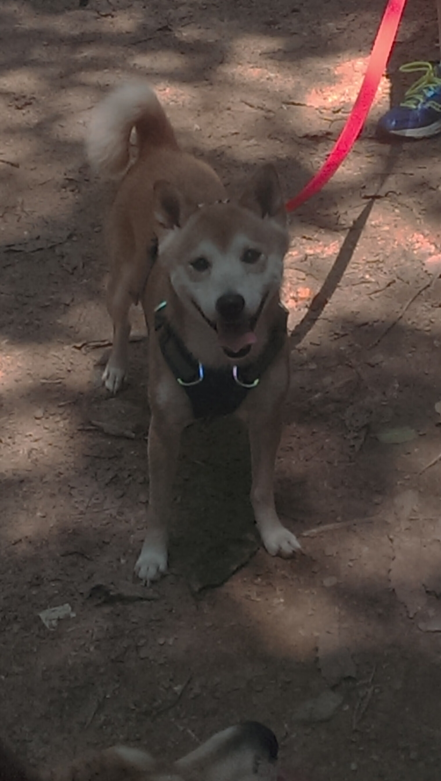 菜地草根掀翻精密仪器,血脚印与提线木偶的终局