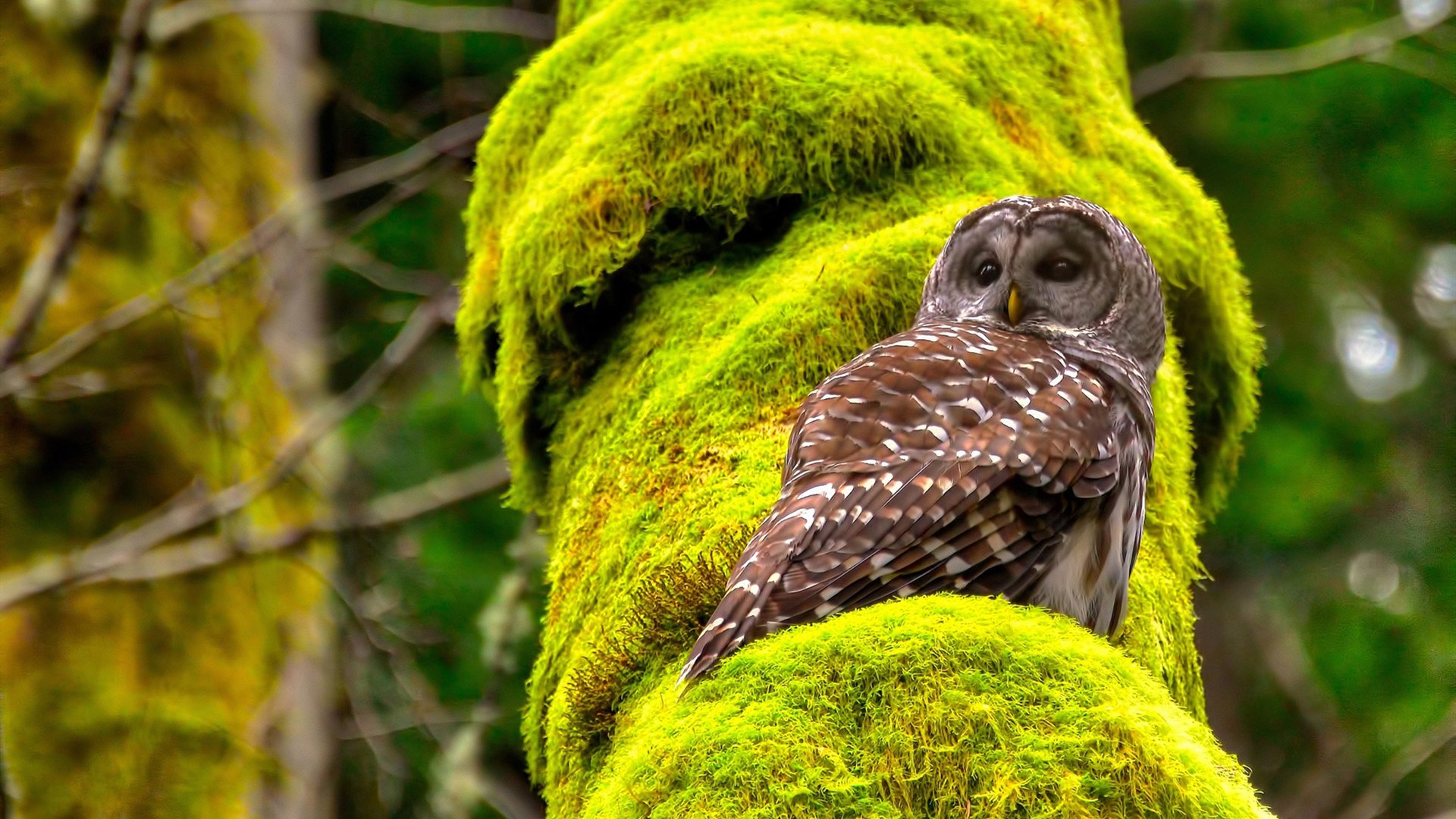 神龙摆尾，久保建英一射一传杀死悬念，亚洲之光闪耀德甲争冠夜