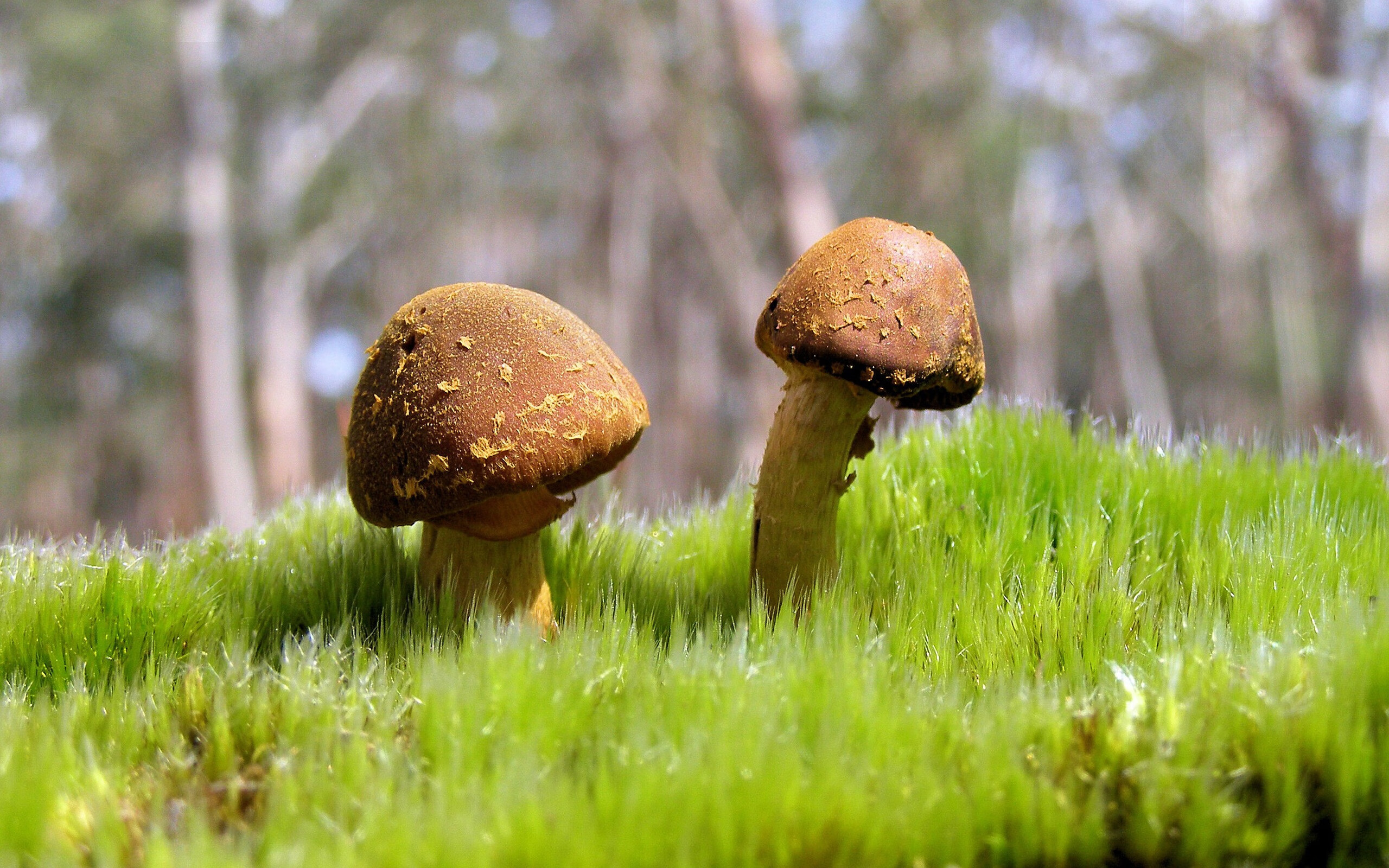 致命转换者，乔治如何用防守点燃西决生死战的进攻火焰