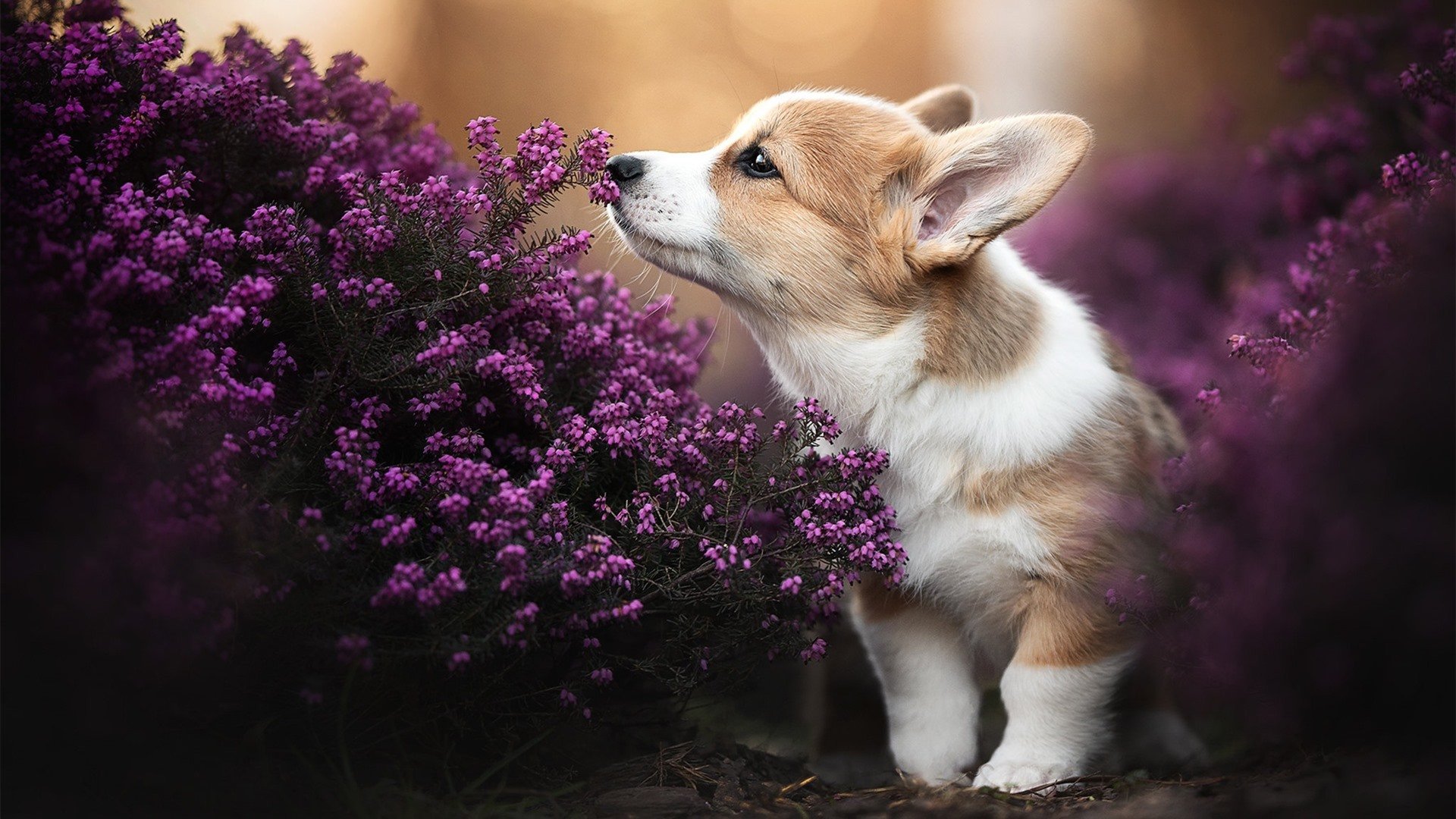 救赎与洪流，在压力极限处，生命能量如何完成它的突破与重塑