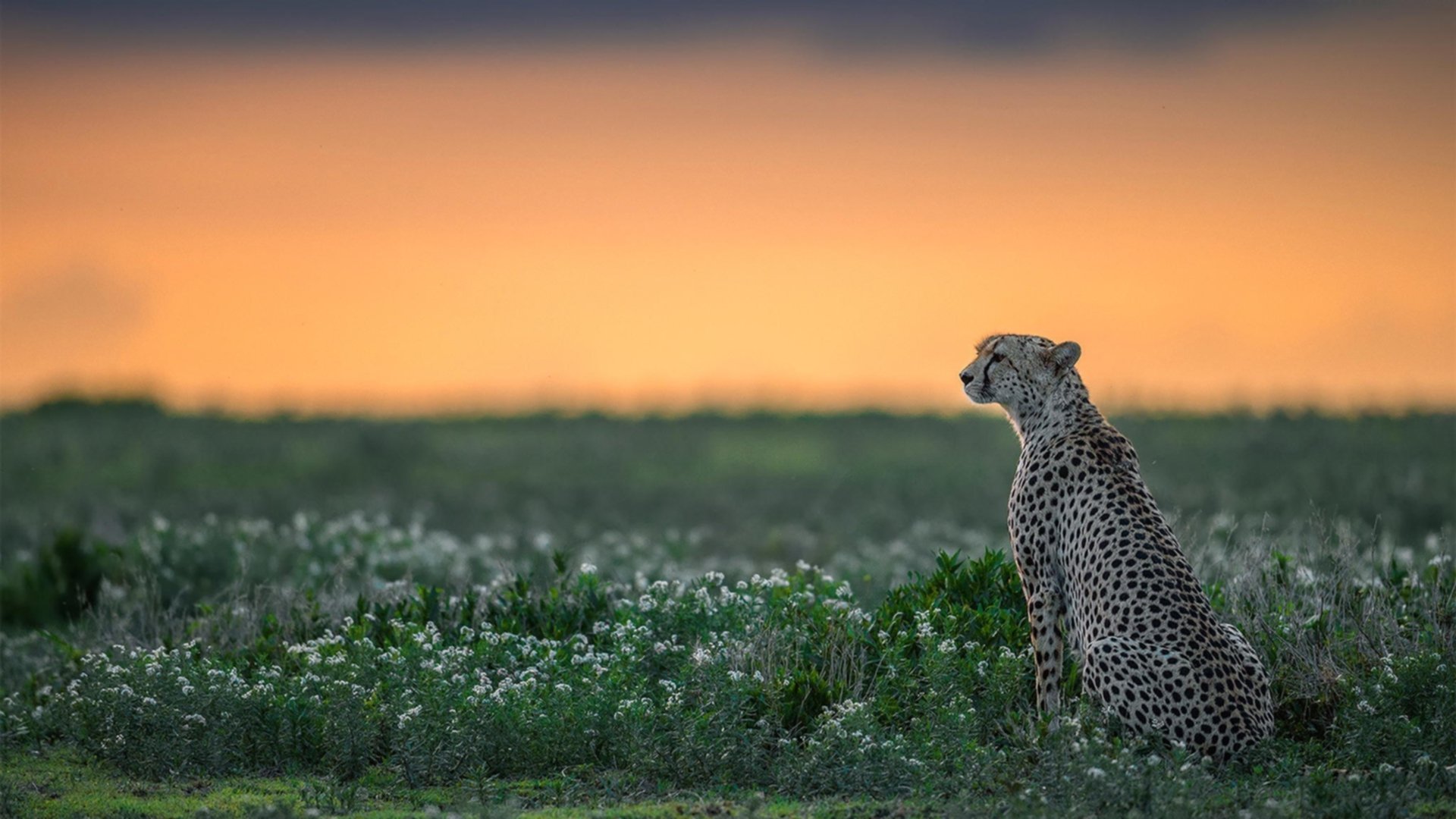 当天空蓝遇上天蓝色,友谊赛奇景,哈弗茨在乌拉圭式曼城面前闪耀完美艺术