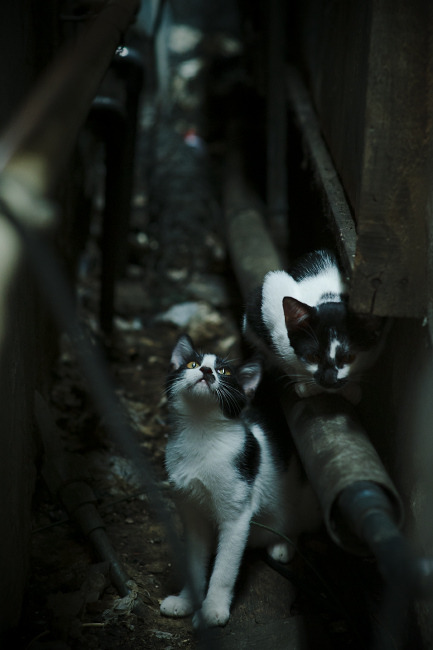 铁骑与利刃，哈兰德持续制造杀伤，AC米兰强势拿下罗马