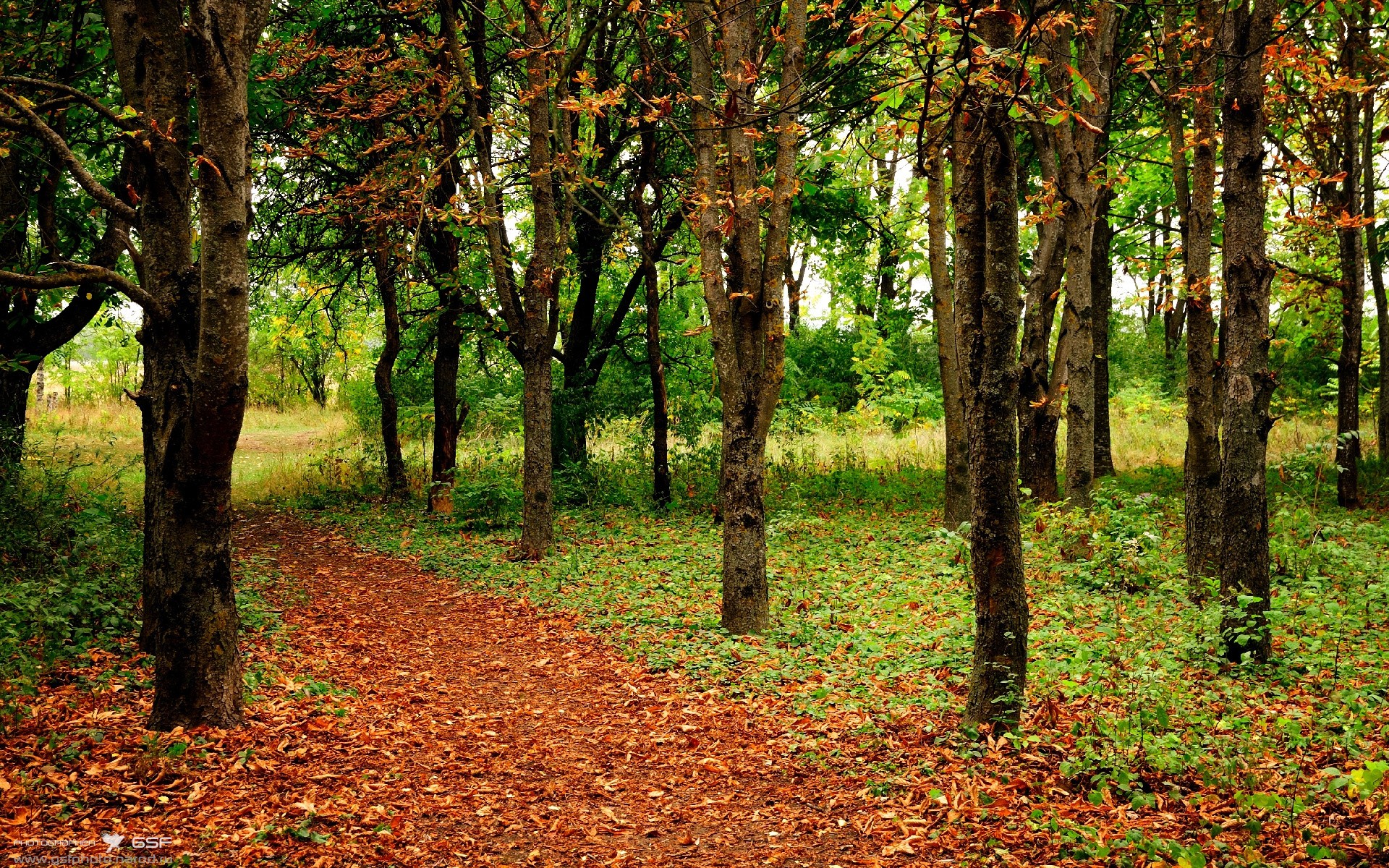 平行时空的足球狂想,当伊布为波斯铁骑倒钩绝杀加拿大
