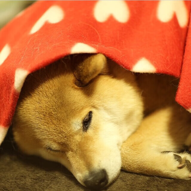 借刀斩宿敌,东契奇三分雨助攻快船,一场未见硝烟的洛城权杖交接
