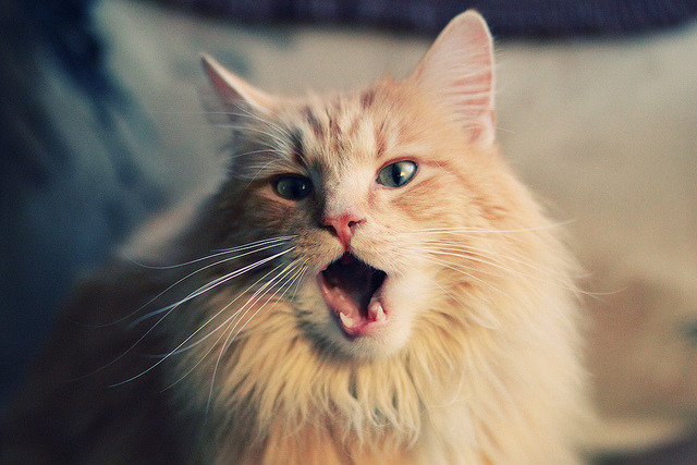 篮球世界的平行叙事，辽宁争冠显韧性，约基奇掌控世界排名战