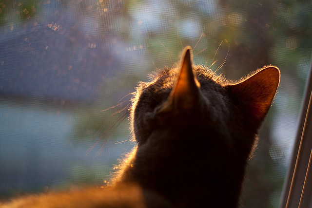 东方鹰翼与高加索闪电，当伊朗风暴掀翻药厂，克瓦拉茨赫利亚点亮里程碑