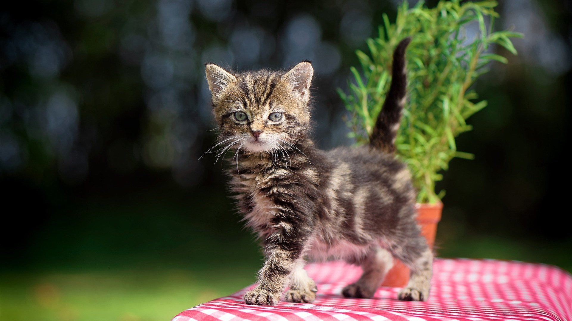 冷门与热门的交响诗，当安哥拉冲破铁幕，凯塞多闪耀亚平宁