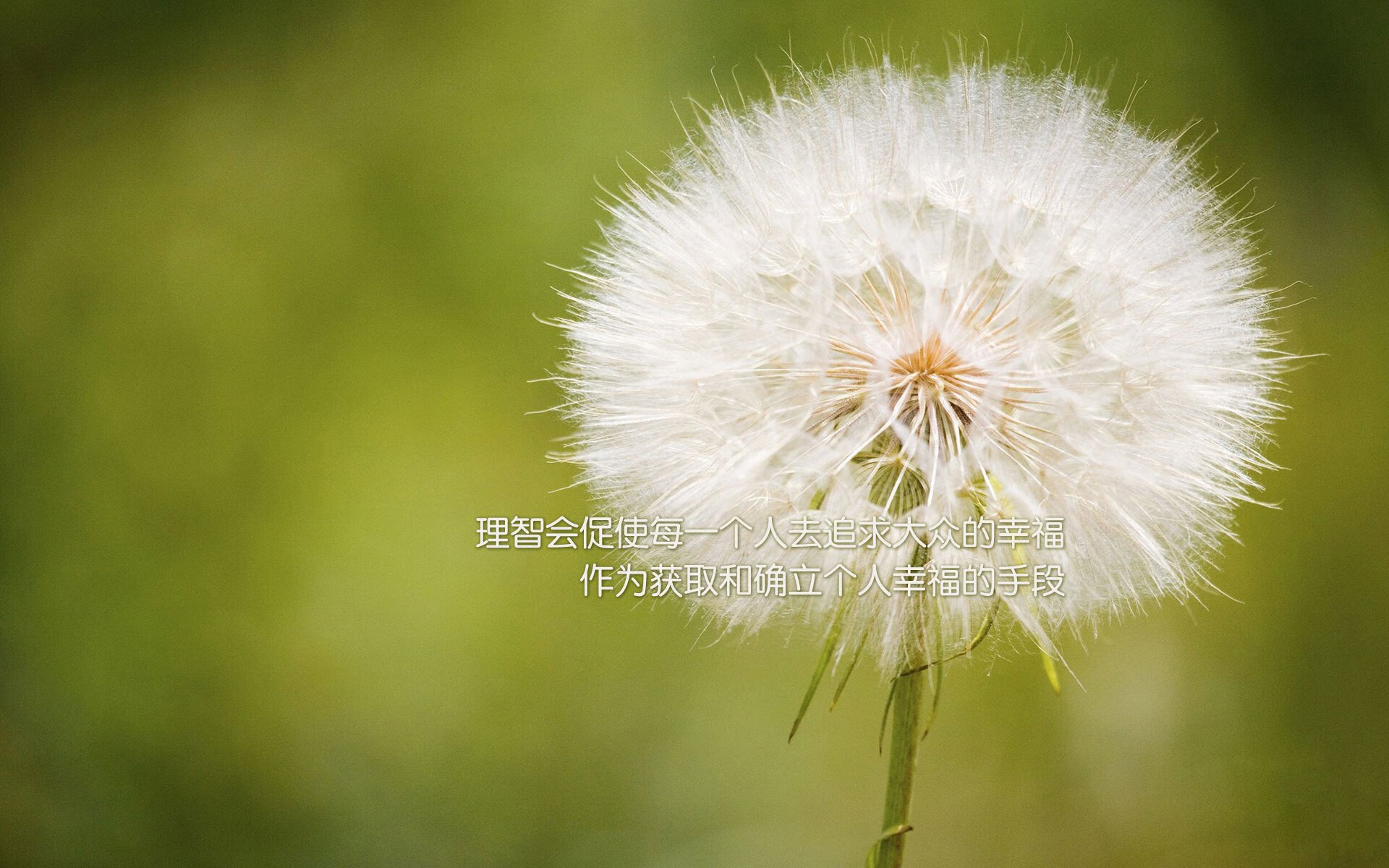 南美之魂与孤勇者的对决，2026世界杯半决赛，巴西以血性与天赋砸碎澳大利亚的钢铁防线，贝林厄姆完成从巨星到领袖的终极蜕变