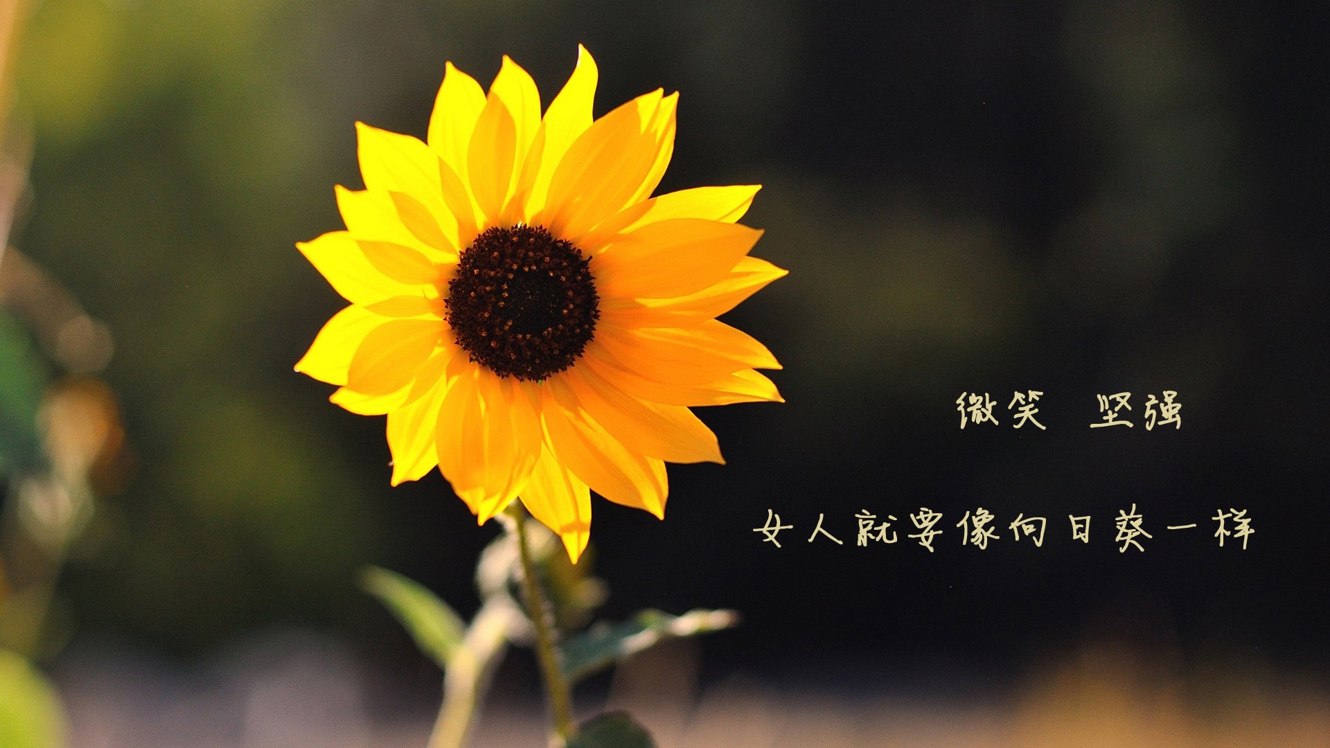 宿命的星轨，2026世界杯C组，莫德里奇以默契之光刺破喀麦隆防线